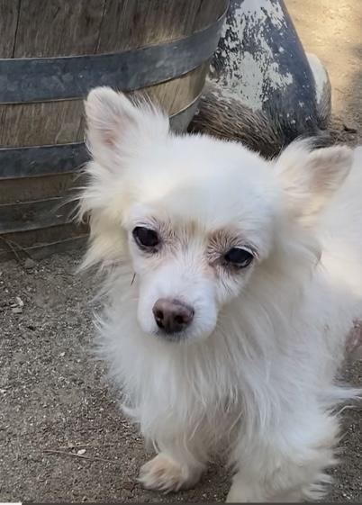 Princess and Zoro, a Adoptable Pomeranian in Beverly Hills, CA image 3/6