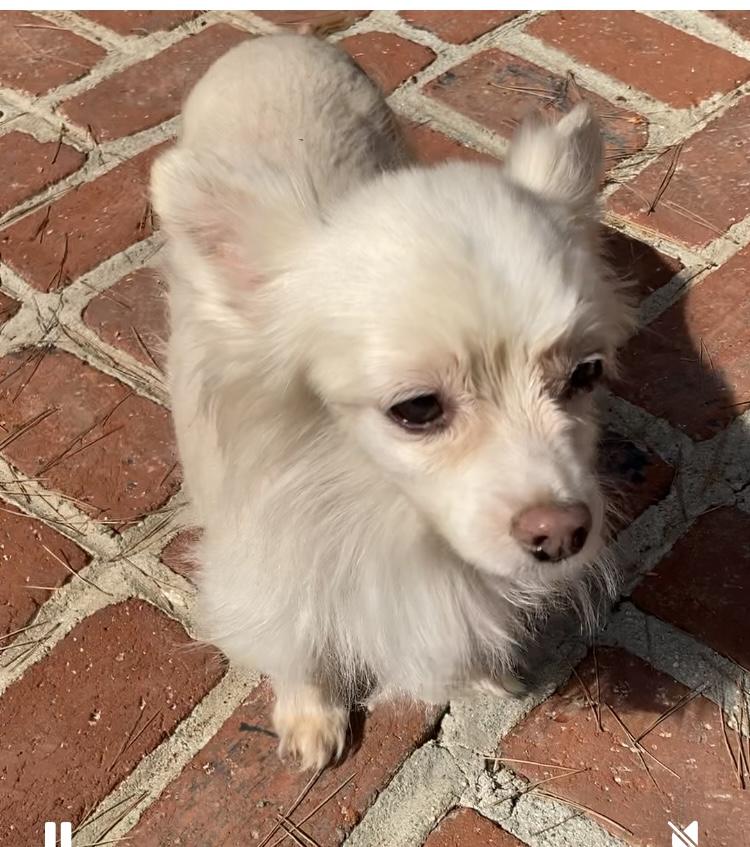 Princess and Zoro, a Adoptable Pomeranian in Beverly Hills, CA image 4/6