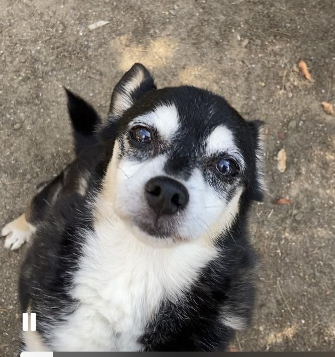 Princess and Zoro, a Adoptable Pomeranian in Beverly Hills, CA image 5/6