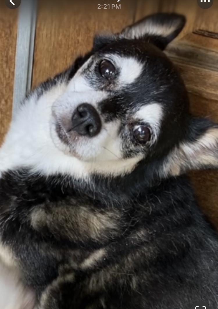 Princess and Zoro, a Adoptable Pomeranian in Beverly Hills, CA image 6/6