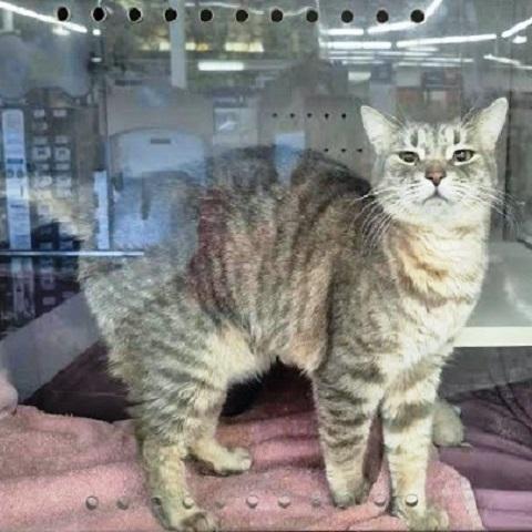 Enlarge Silver, an adopted Tabby in Salt Lake City, UT image 3/4