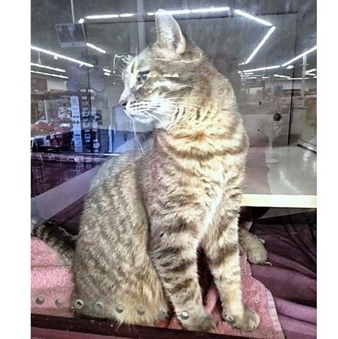 Enlarge Silver, an adopted Tabby in Salt Lake City, UT image 4/4