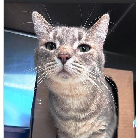 Enlarge Silver, an adopted Tabby in Salt Lake City, UT image 2/4