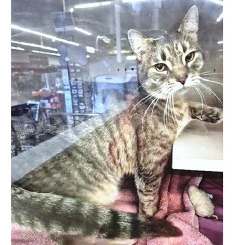 Enlarge Silver, an adopted Tabby in Salt Lake City, UT image 1/4