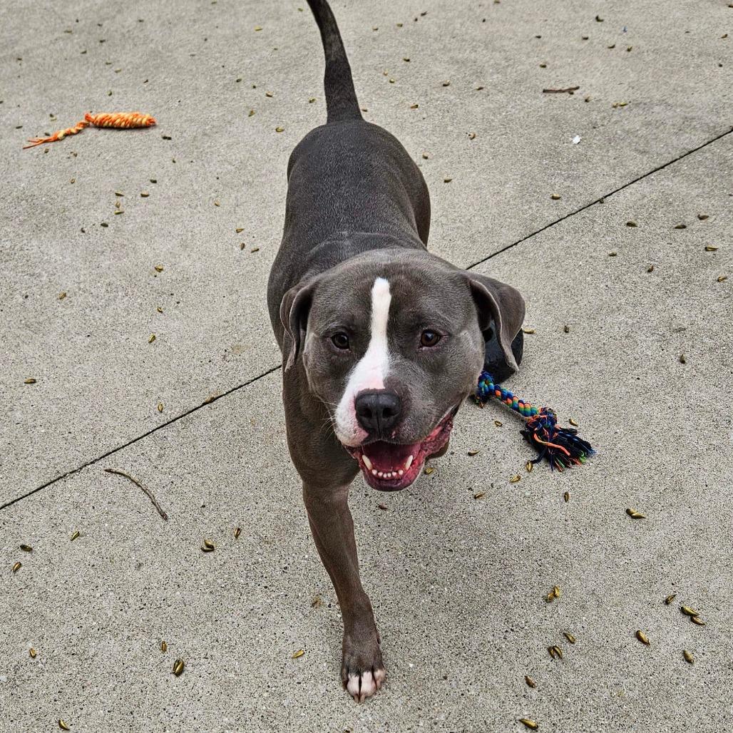 Bozo, Adoptable, Adult Male American Staffordshire Terrier.