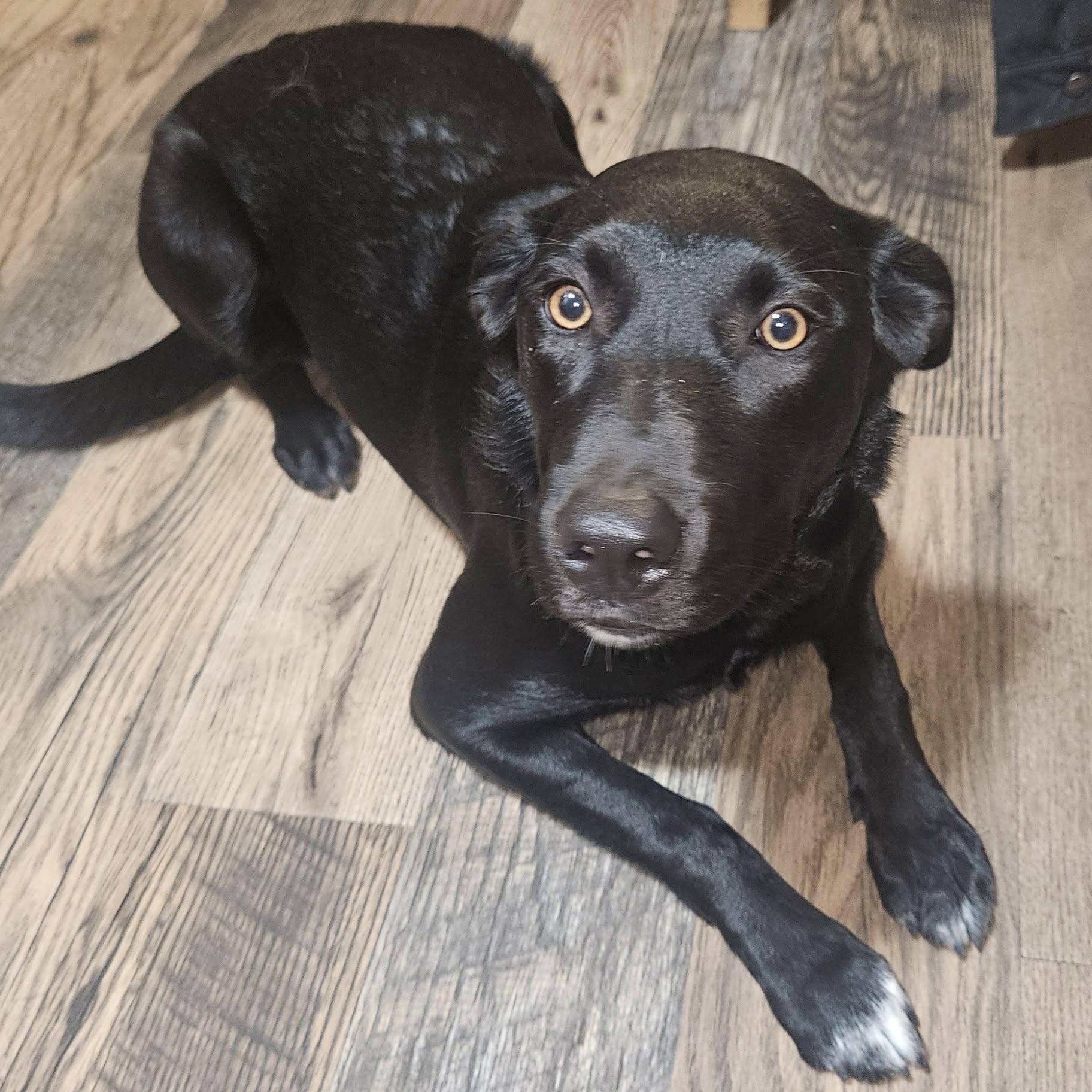 Kira, Adoptable, Adult Female Black Labrador Retriever & Border Collie.
