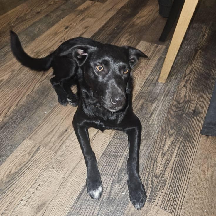 Kira, a Adoptable mixed breed in Concord, CA image 2/2