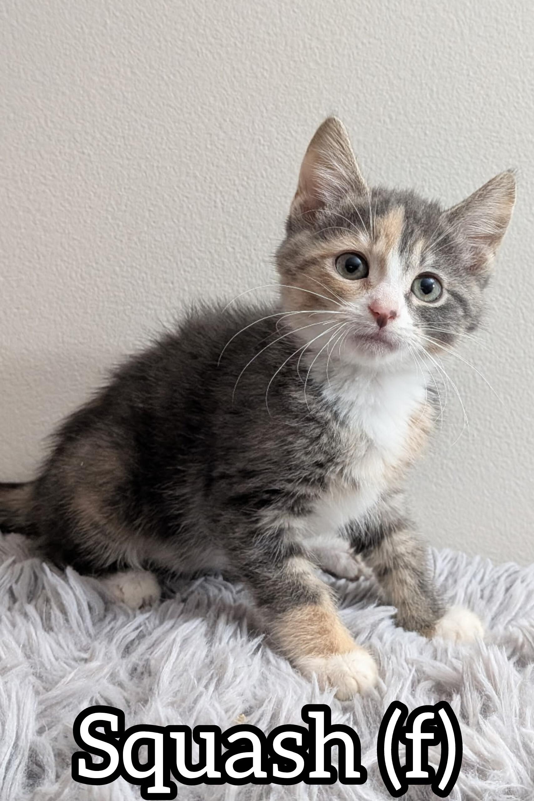 Pre-Adoption: Squash, Adoptable, Kitten Female Domestic Short Hair.