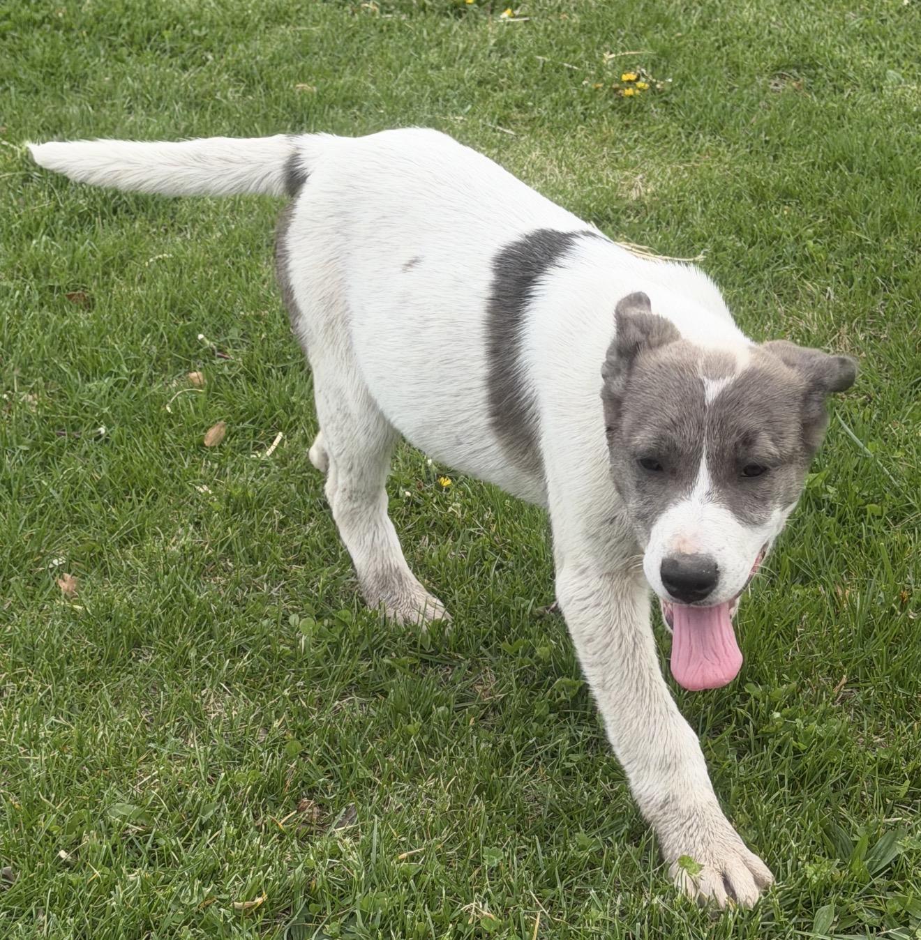 Enlarge Sierra, an adoptable mixed breed in Hindsboro, IL image 2/5