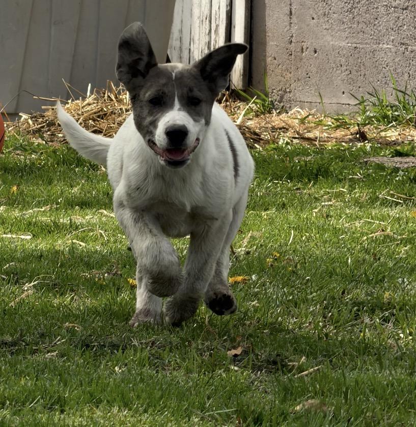 Enlarge Sierra, an adoptable mixed breed in Hindsboro, IL image 3/5