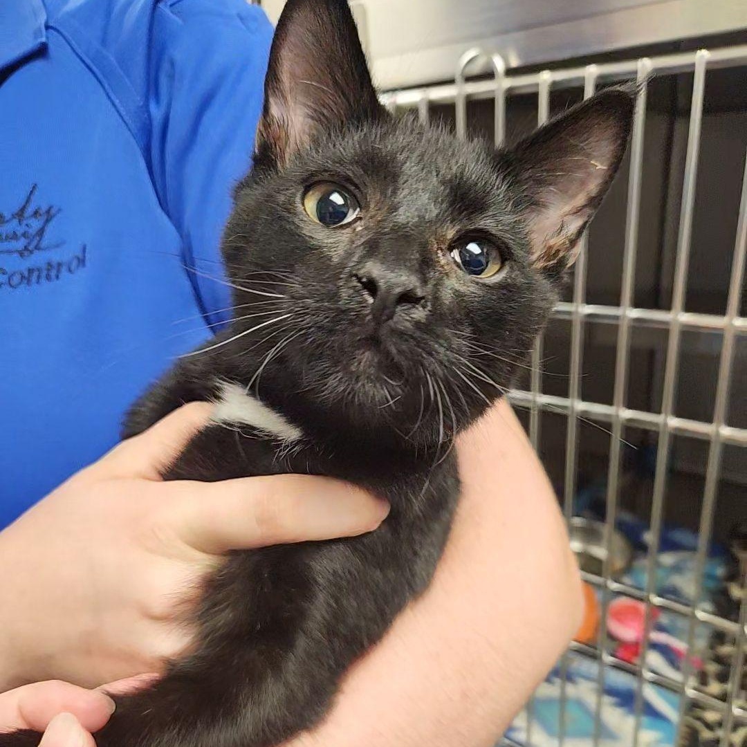 FOUND, Adoptable, Young Male Domestic Short Hair.