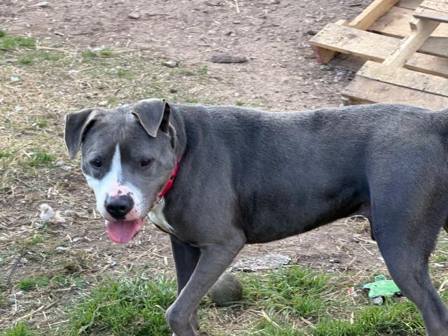 Enlarge Peter, a ADOPTABLE American Staffordshire Terrier in Rockdale, TX image 3/5