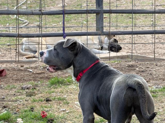 Enlarge Peter, a ADOPTABLE American Staffordshire Terrier in Rockdale, TX image 2/5
