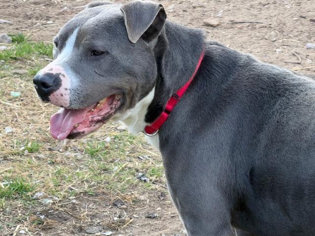 Enlarge Peter, a ADOPTABLE American Staffordshire Terrier in Rockdale, TX image 4/5