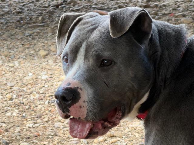 Peter, ADOPTABLE, Adult Male American Staffordshire Terrier.