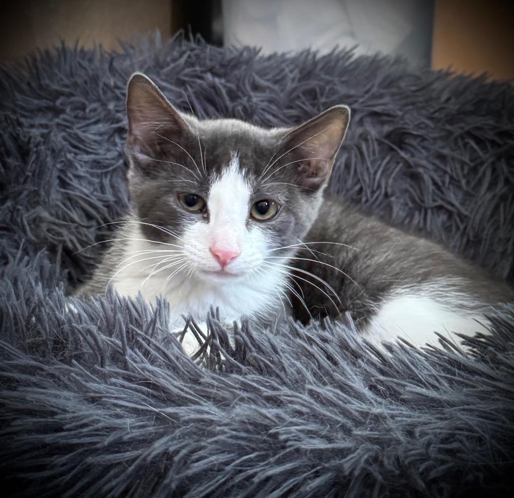 Hicks, Adoptable, Kitten Male Domestic Short Hair.