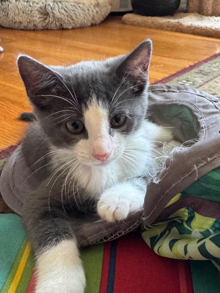 Enlarge Hicks, a Adoptable mixed breed in Hampton, VA image 2/3