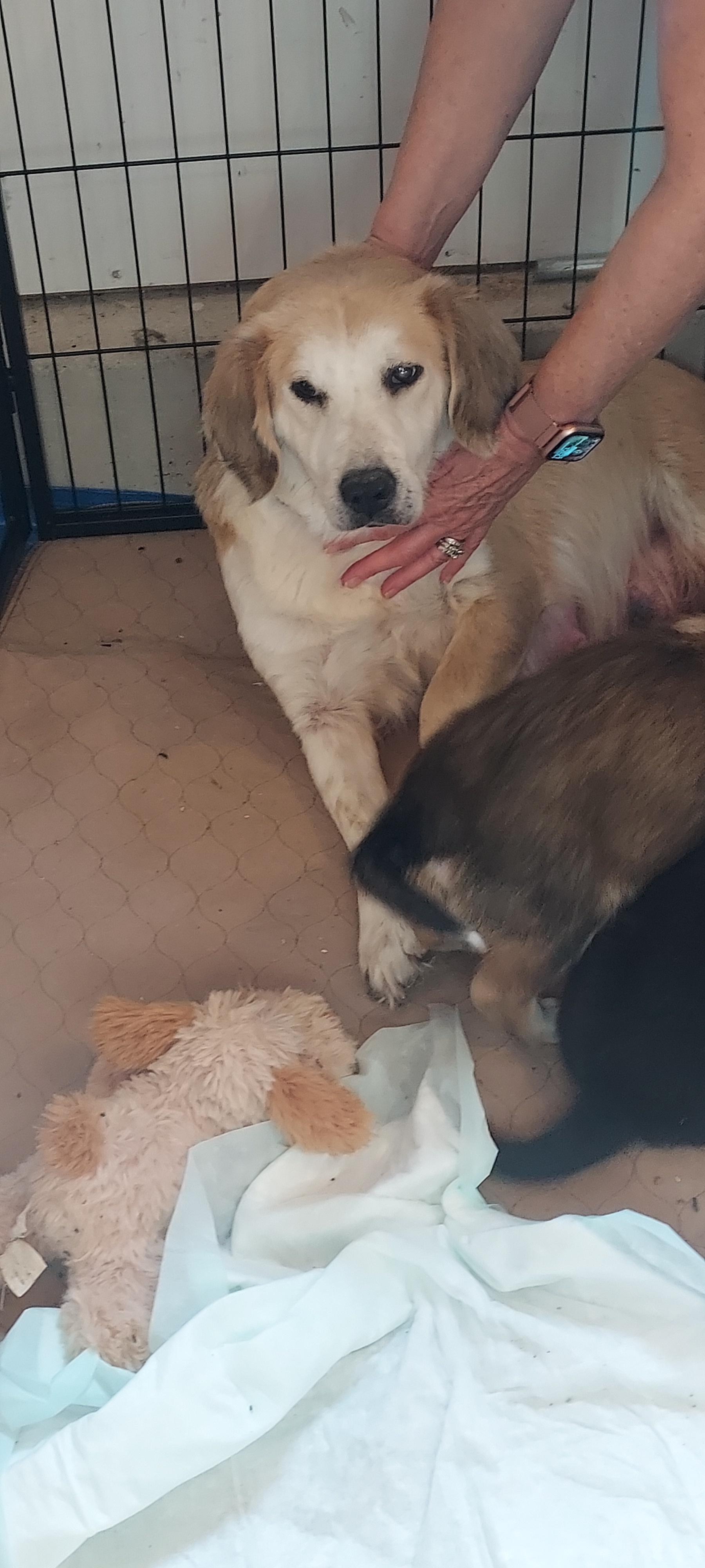 Honey fka Sydney, a Adoptable mixed breed in Huntley, IL image 1/5