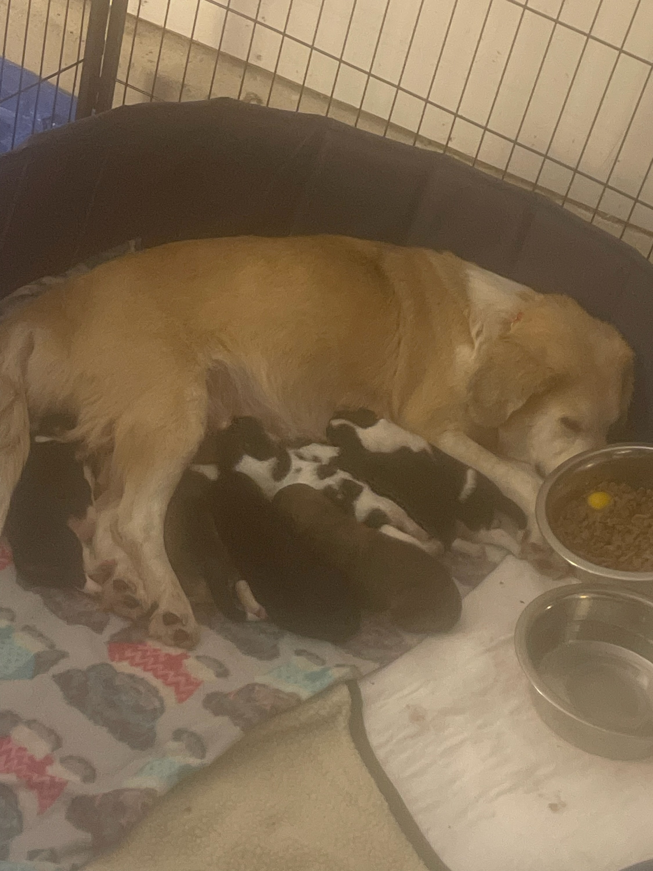 Honey fka Sydney, a Adoptable mixed breed in Huntley, IL image 2/5