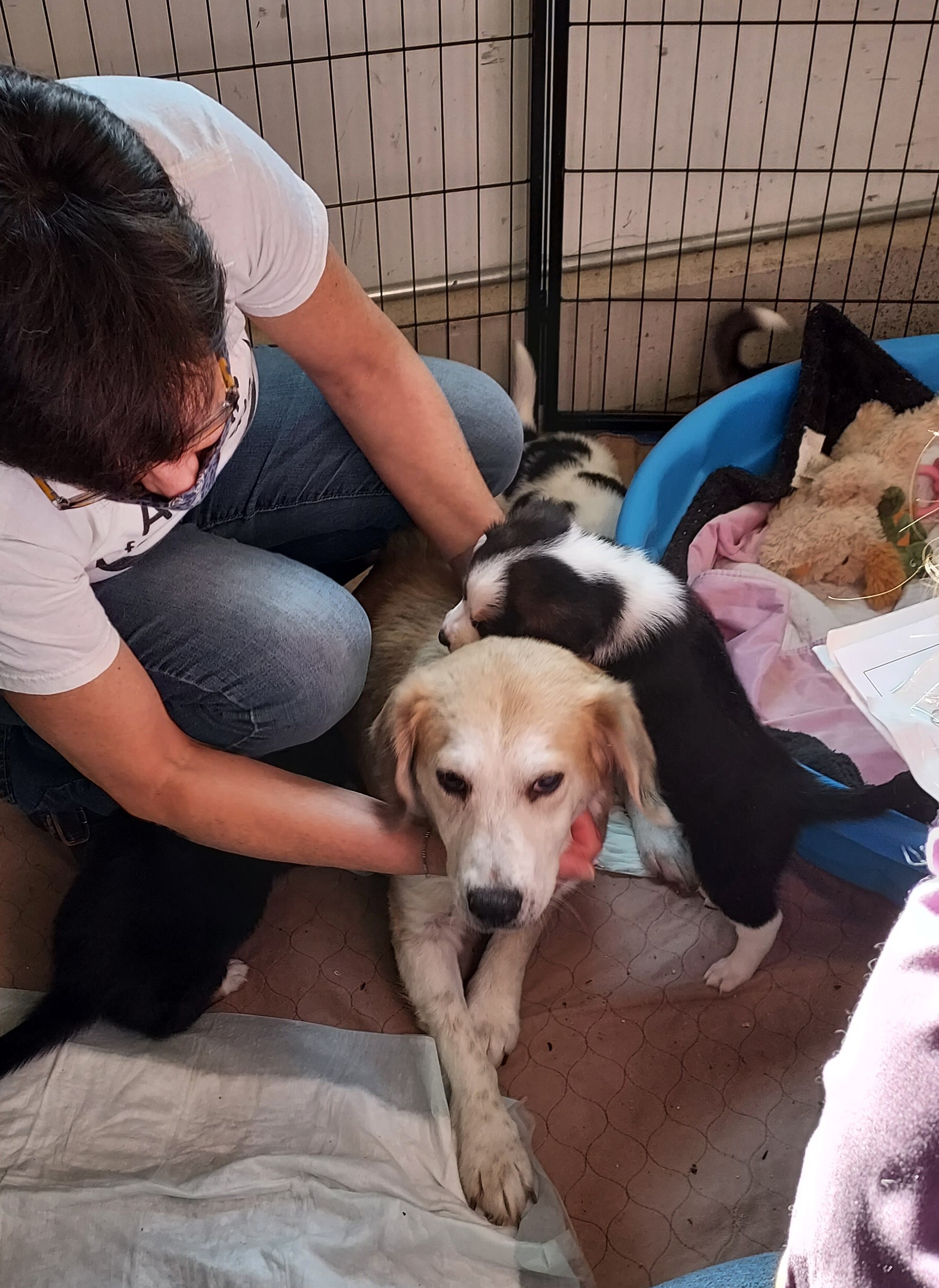 Honey fka Sydney, a Adoptable mixed breed in Huntley, IL image 4/5