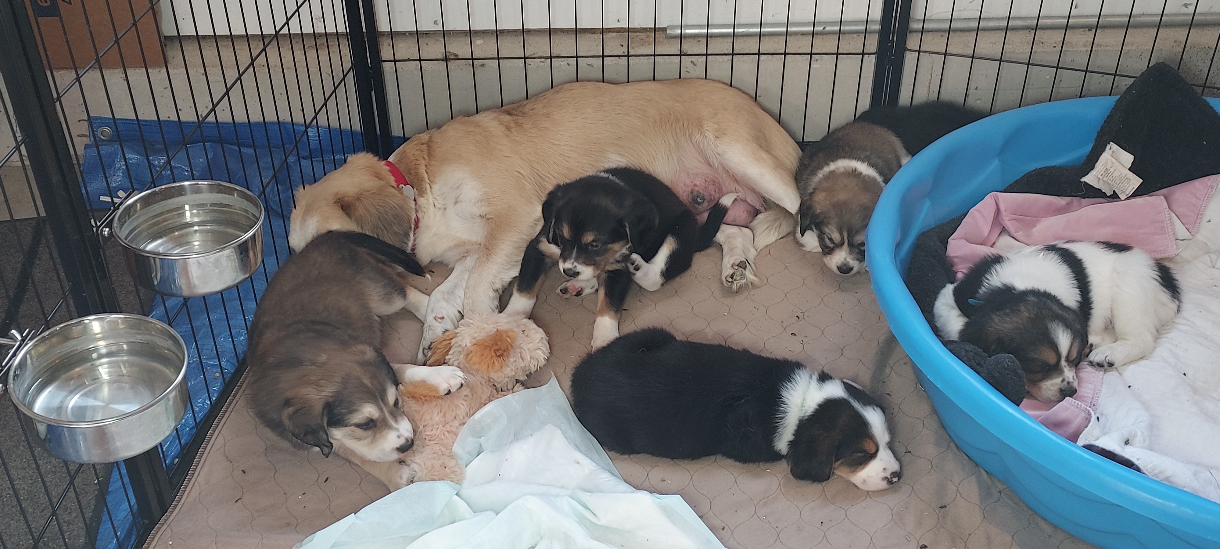 Honey fka Sydney, a Adoptable mixed breed in Huntley, IL image 5/5