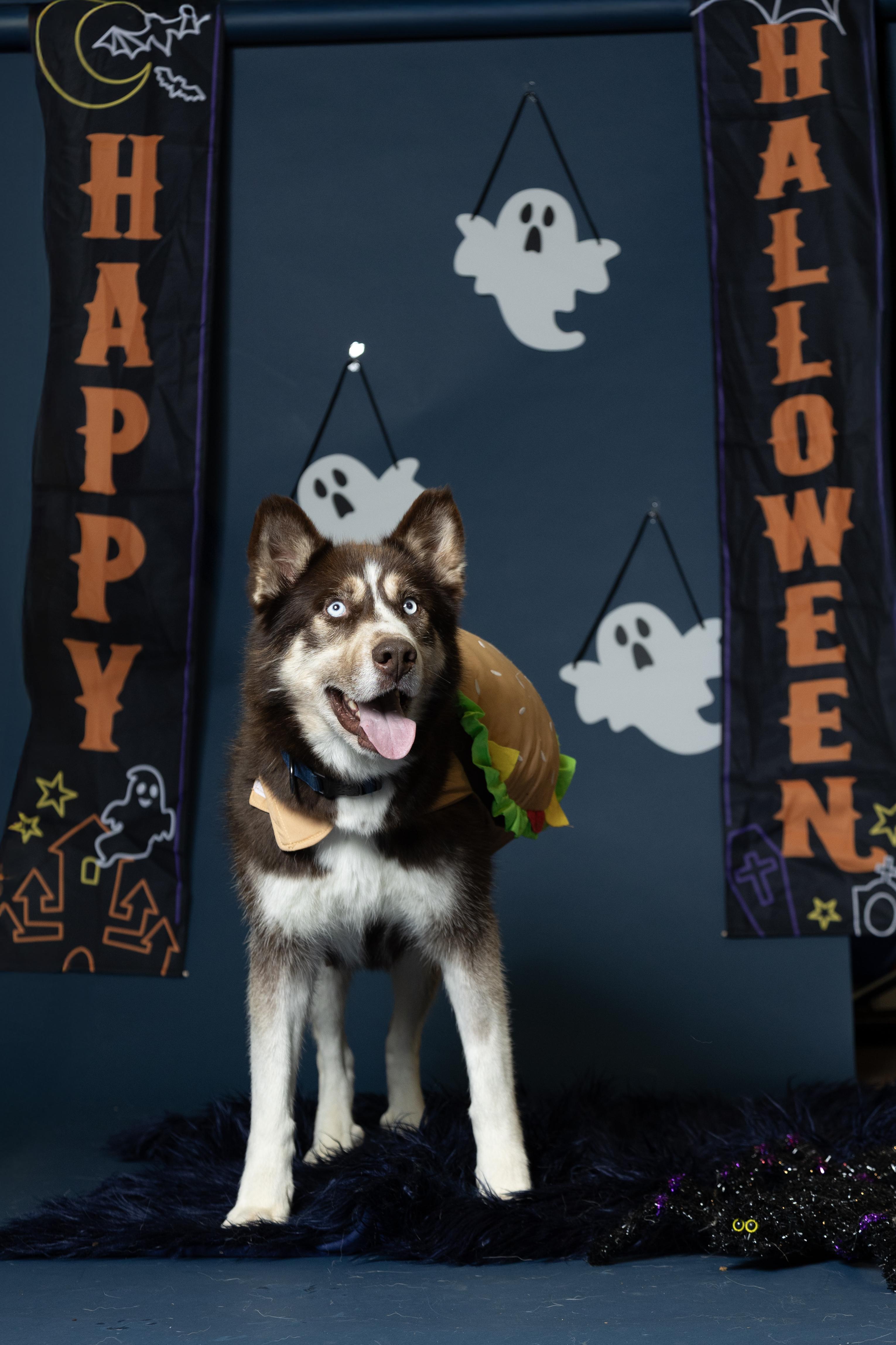 Enlarge August, a Adoptable Siberian Husky in Langley, BC image 2/6