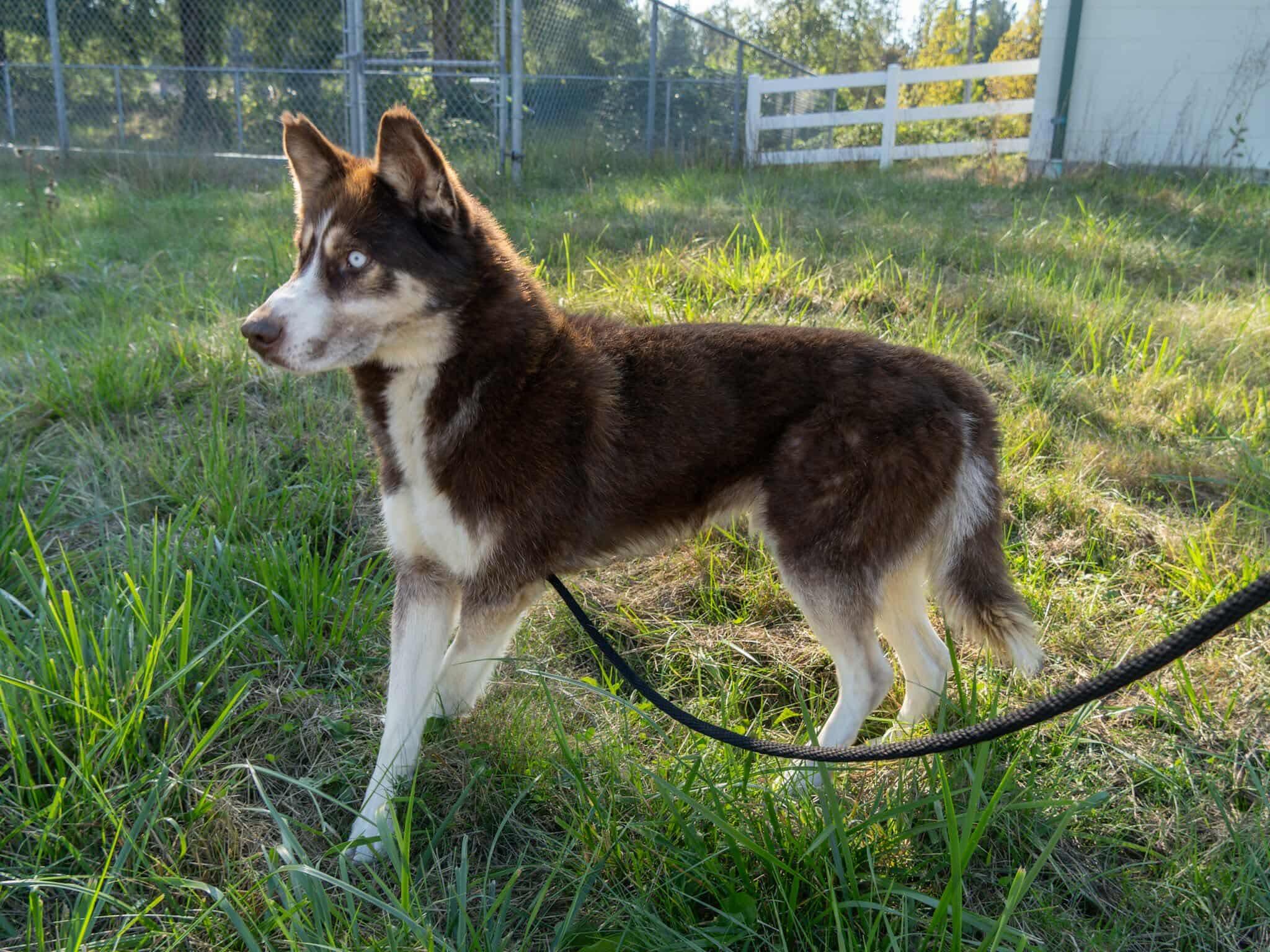 Enlarge August, a Adoptable Siberian Husky in Langley, BC image 6/6