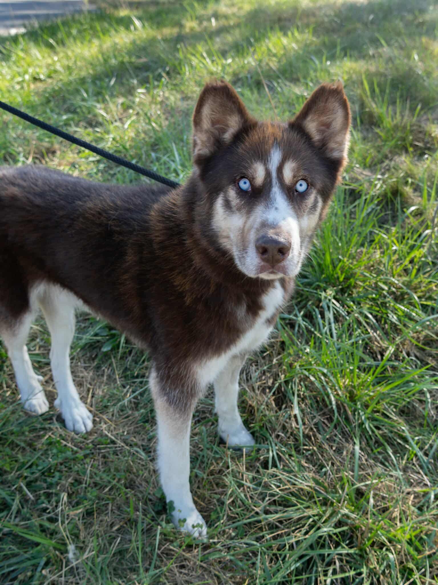 Enlarge August, a Adoptable Siberian Husky in Langley, BC image 4/6