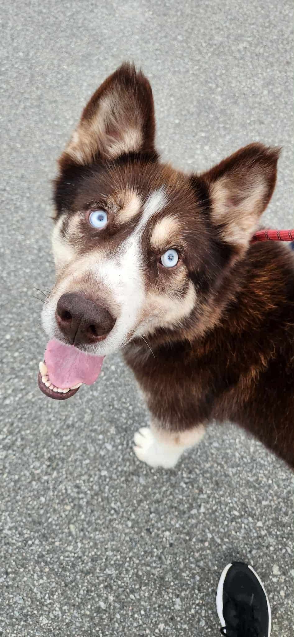 Enlarge August, a Adoptable Siberian Husky in Langley, BC image 5/6