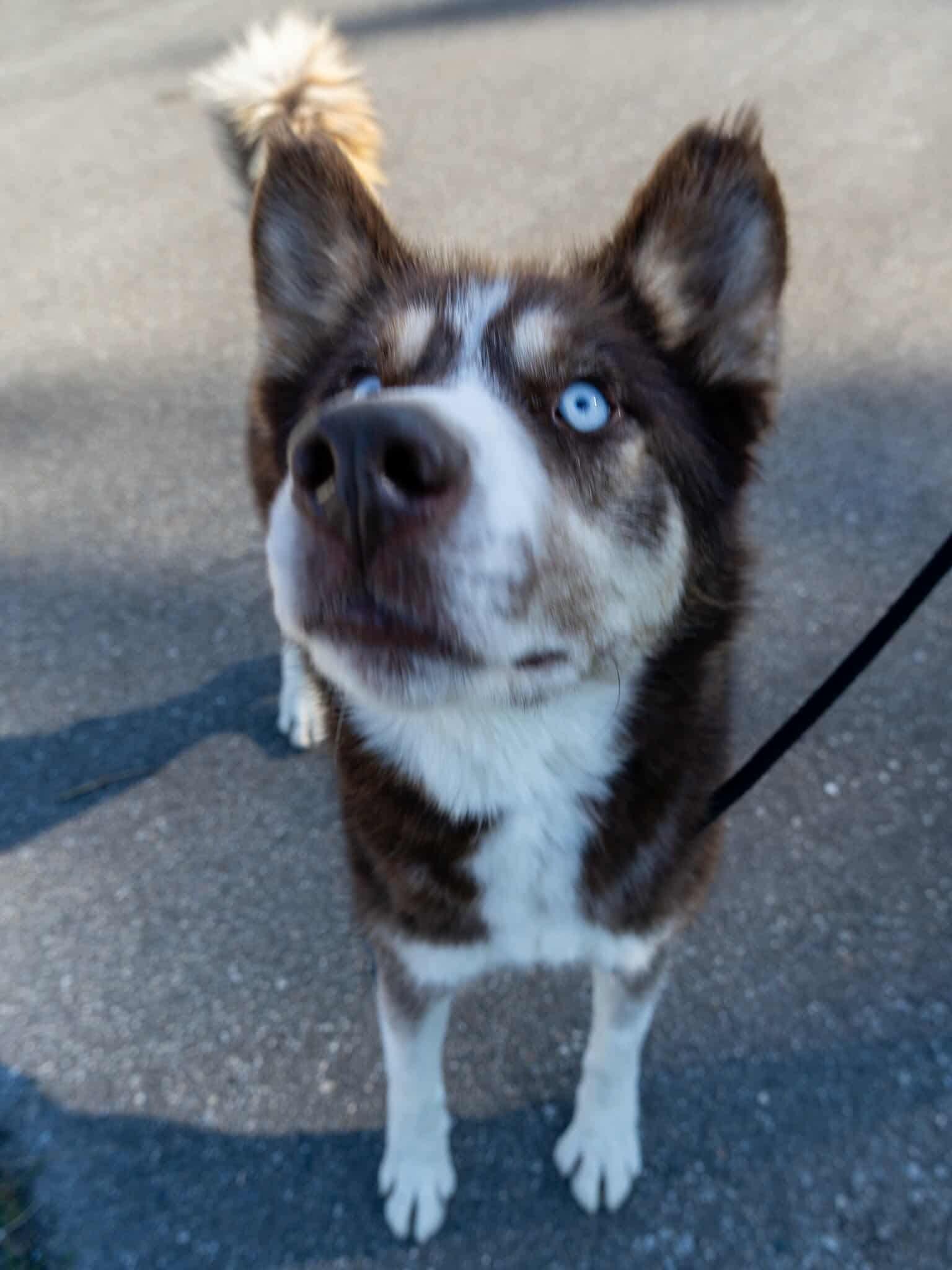 Enlarge August, a Adoptable Siberian Husky in Langley, BC image 3/6
