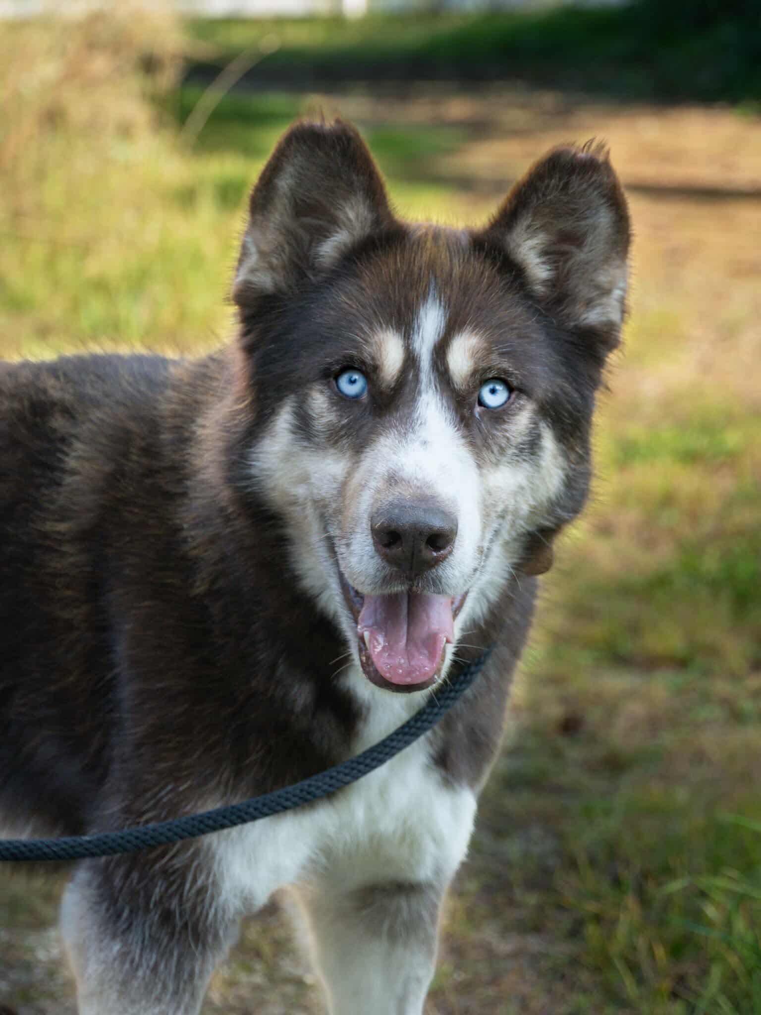 Enlarge August, a Adoptable Siberian Husky in Langley, BC image 1/6