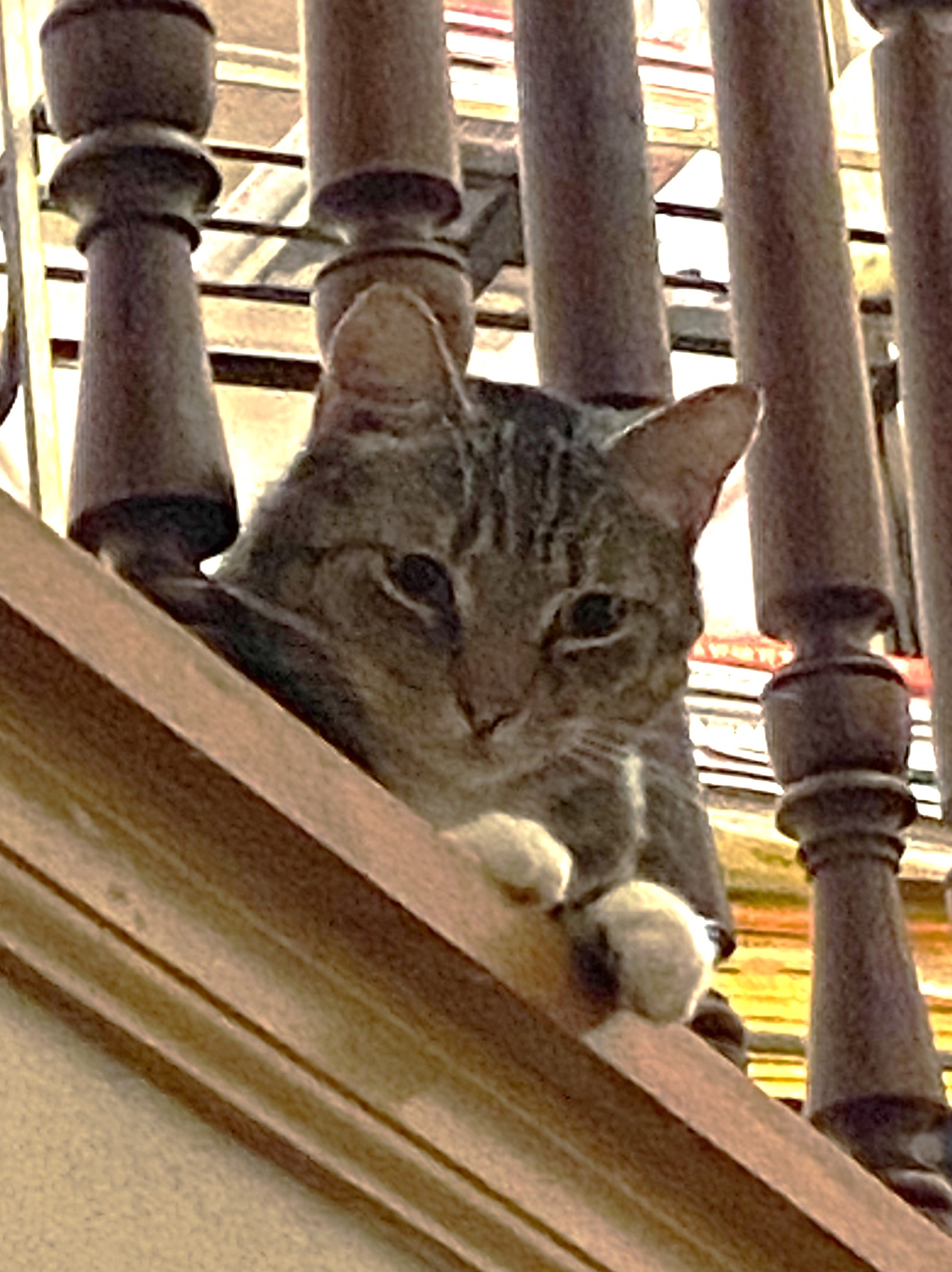 Enlarge Cedar, a Adopted Tabby in Solon, IA image 1/3
