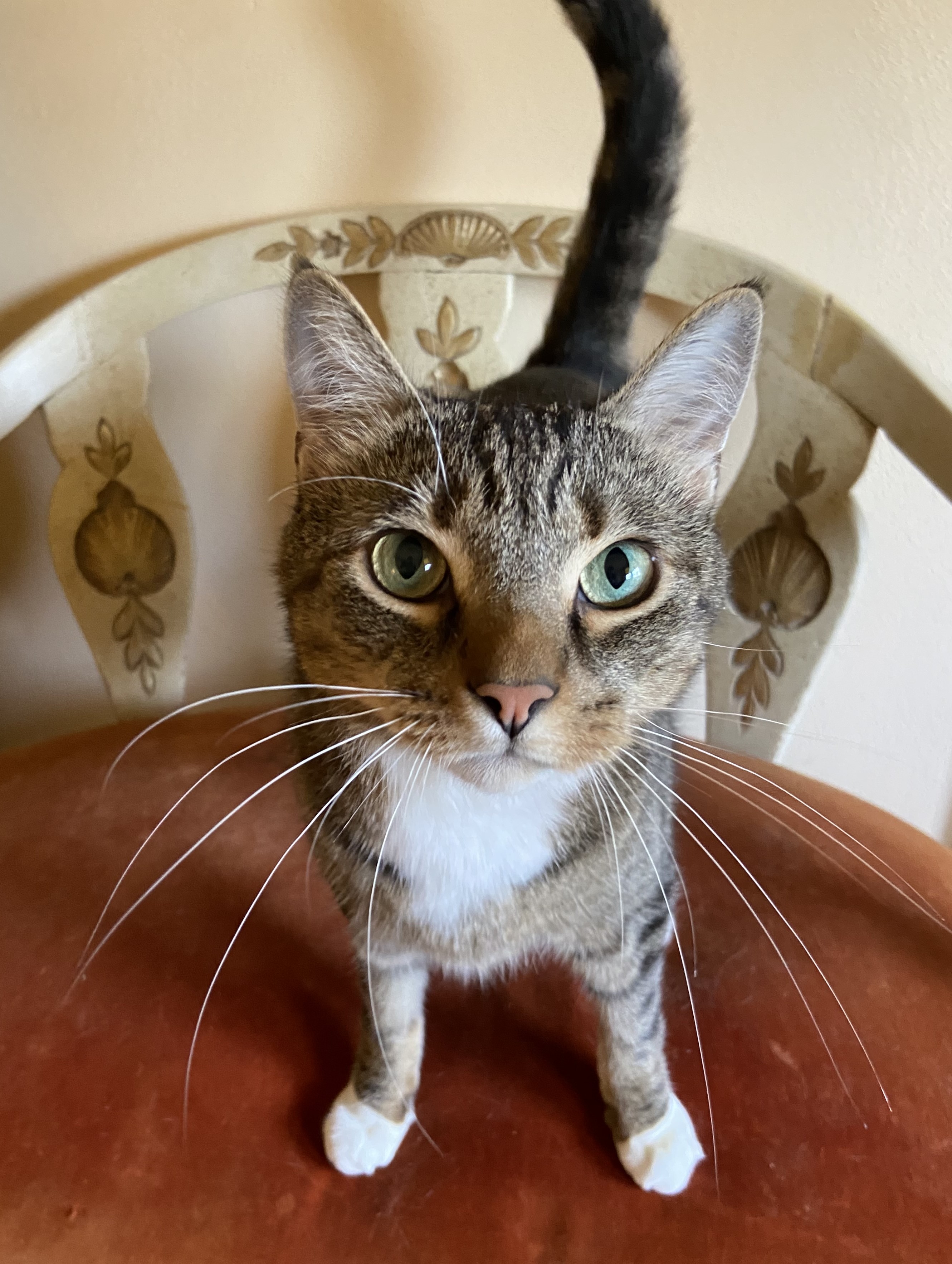 Enlarge Cedar, a Adopted Tabby in Solon, IA image 2/3