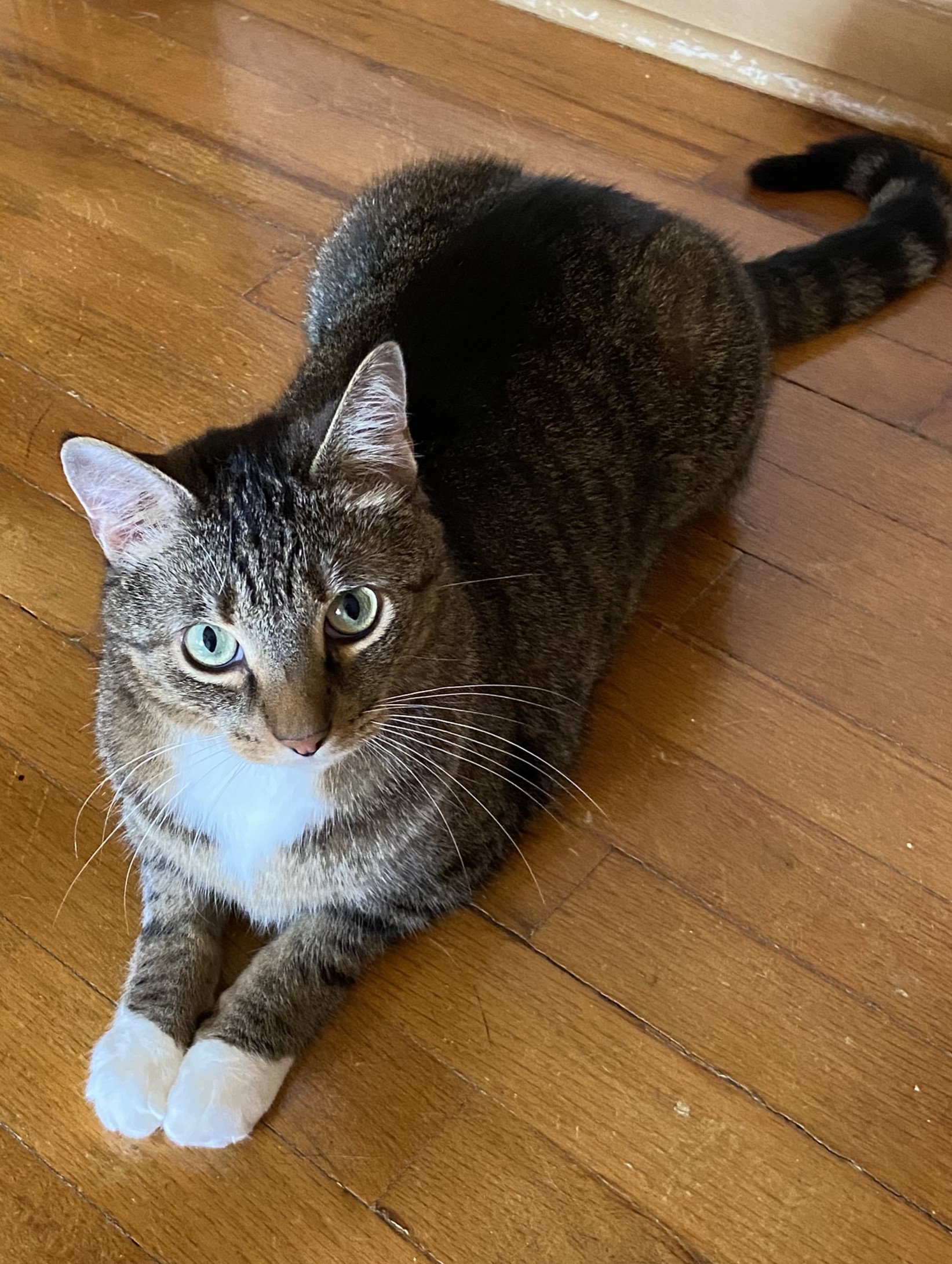 Enlarge Cedar, a Adopted Tabby in Solon, IA image 3/3