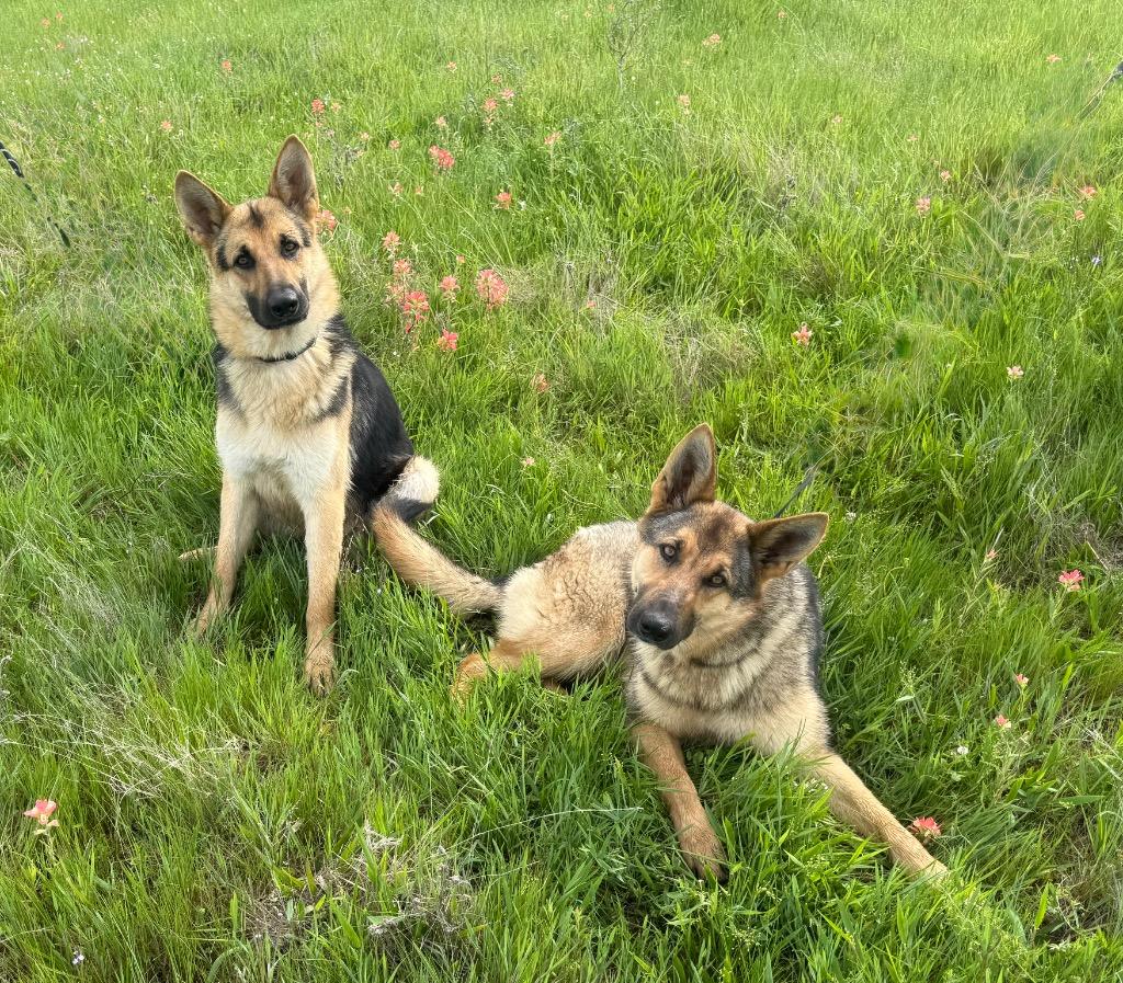 POPPY, Adopted, Young Female German Shepherd Dog.