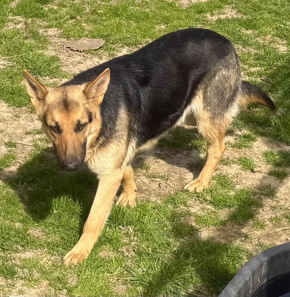 Enlarge POPPY, a Adopted German Shepherd Dog in Quinlan, TX image 2/4