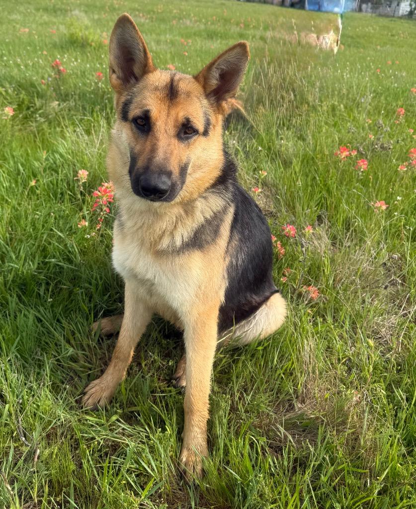 Enlarge POPPY, a Adopted German Shepherd Dog in Quinlan, TX image 3/4