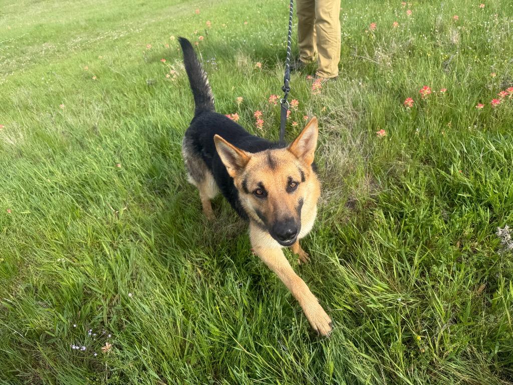 Enlarge POPPY, a Adopted German Shepherd Dog in Quinlan, TX image 4/4