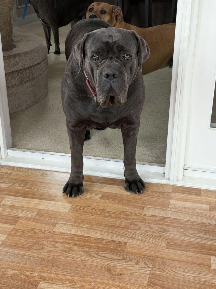 Big Momma, a Adoptable Cane Corso in Oswego, IL image 1/3