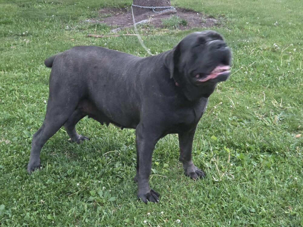 Big Momma, a Adoptable Cane Corso in Oswego, IL image 2/3