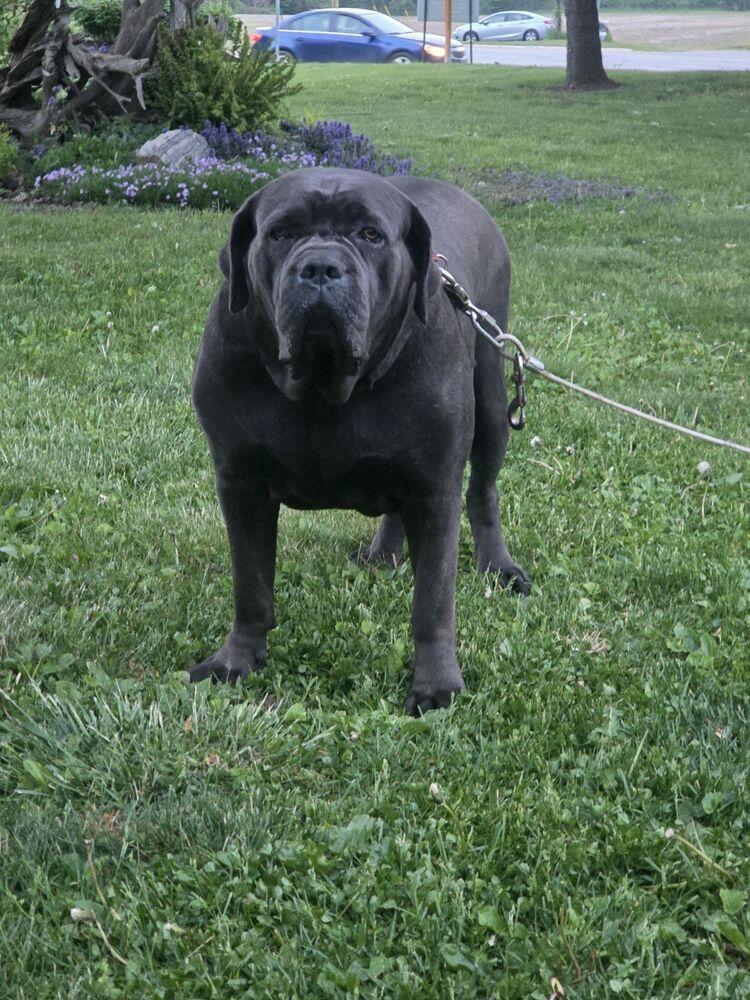 Big Momma, a Adoptable Cane Corso in Oswego, IL image 3/3