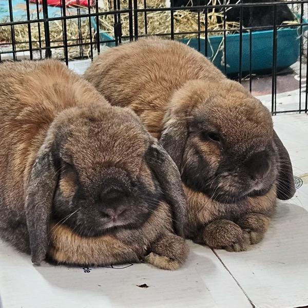 Enlarge Teddy & Bear, a Adoptable Lop Eared in Whittaker, MI image 2/5