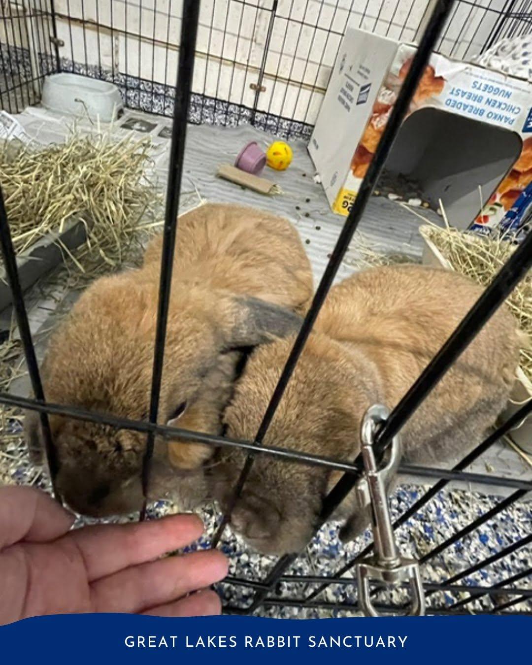 Enlarge Teddy & Bear, a Adoptable Lop Eared in Whittaker, MI image 3/5