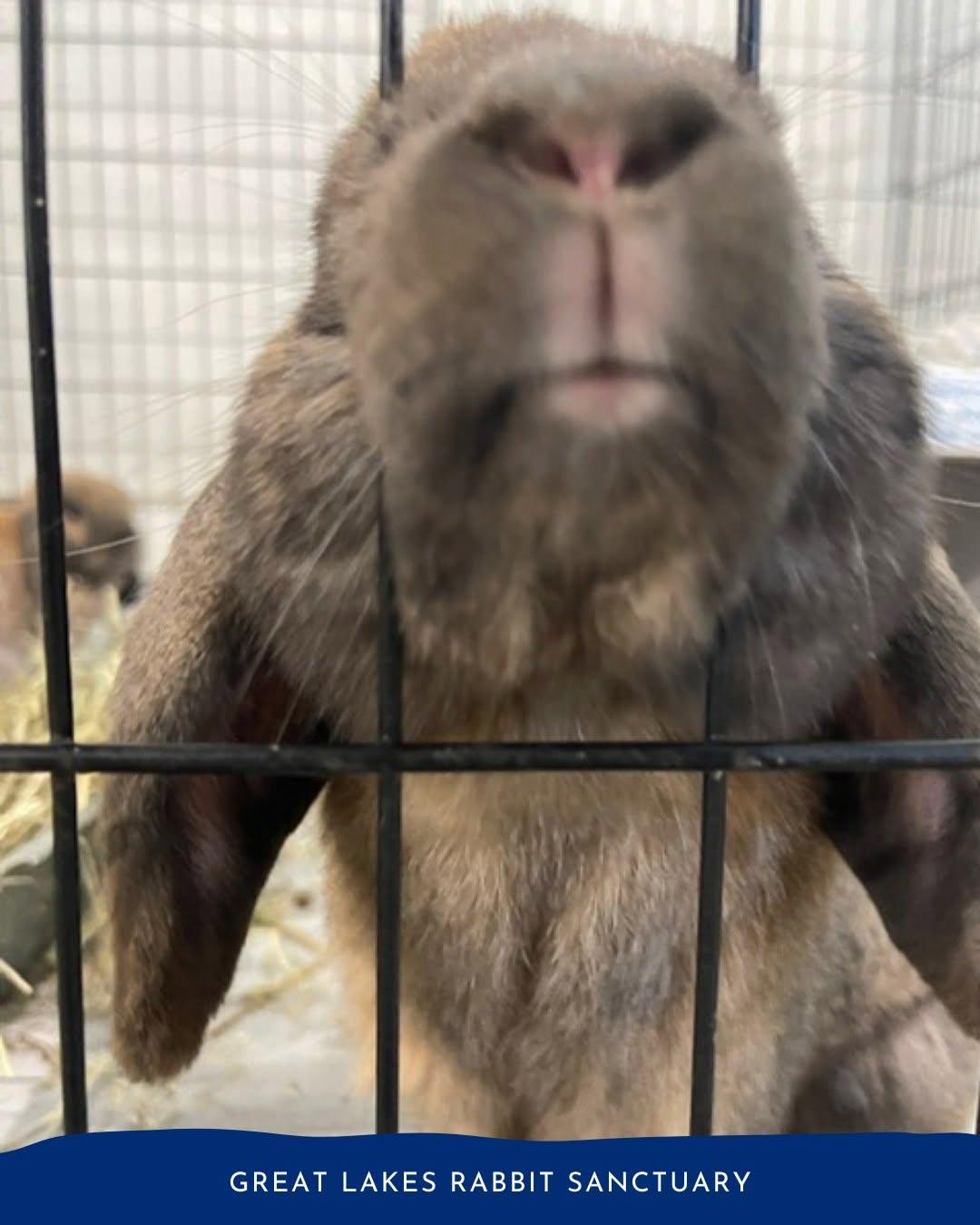 Enlarge Teddy & Bear, a Adoptable Lop Eared in Whittaker, MI image 5/5