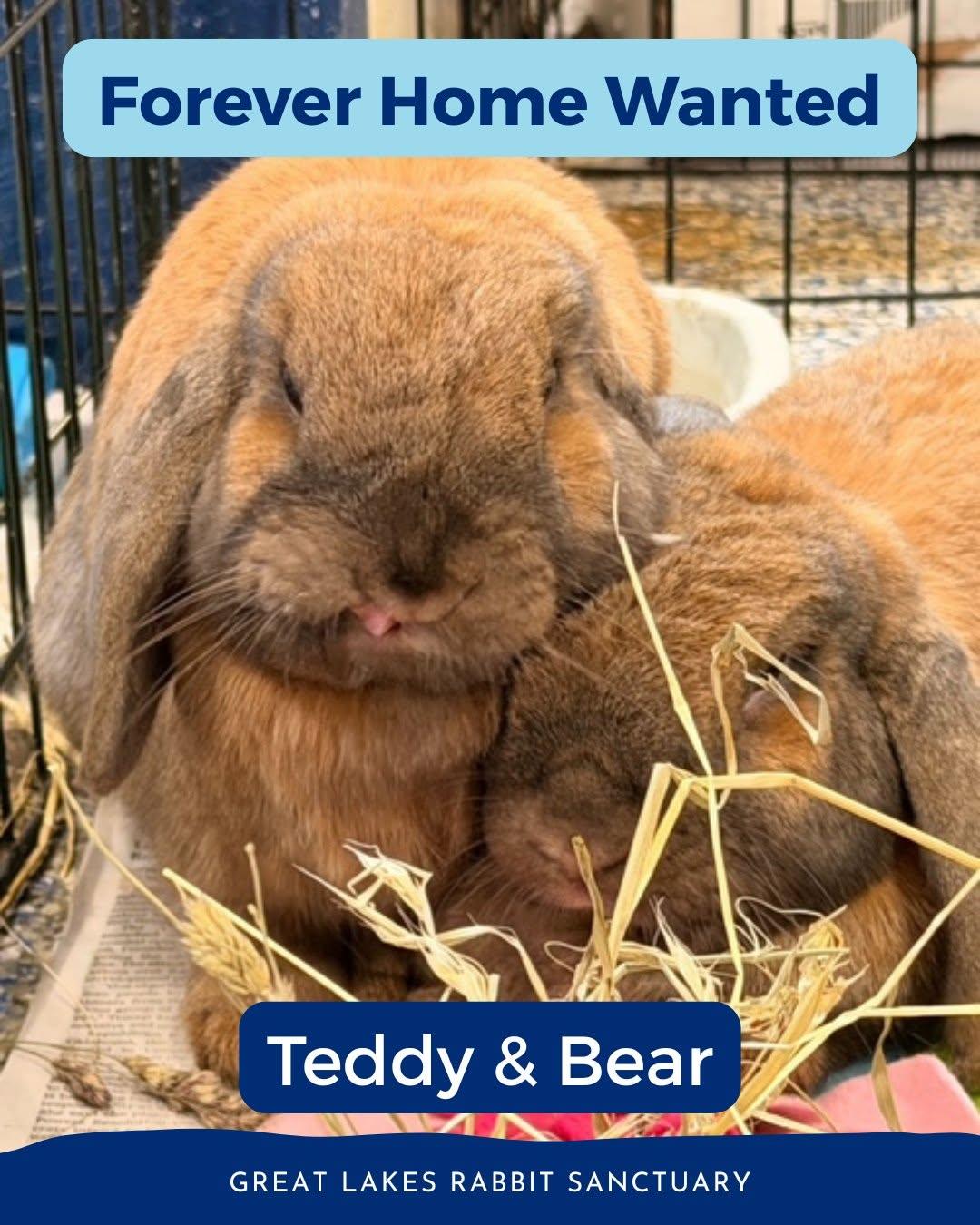 Enlarge Teddy & Bear, a Adoptable Lop Eared in Whittaker, MI image 1/5