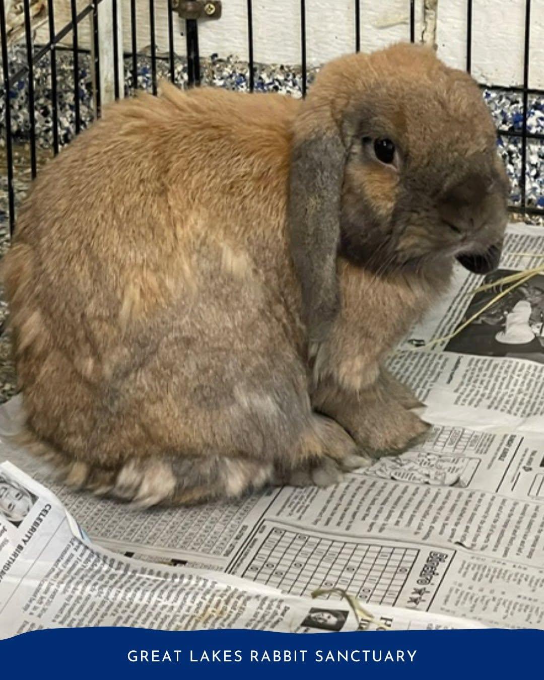 Enlarge Teddy & Bear, a Adoptable Lop Eared in Whittaker, MI image 4/5