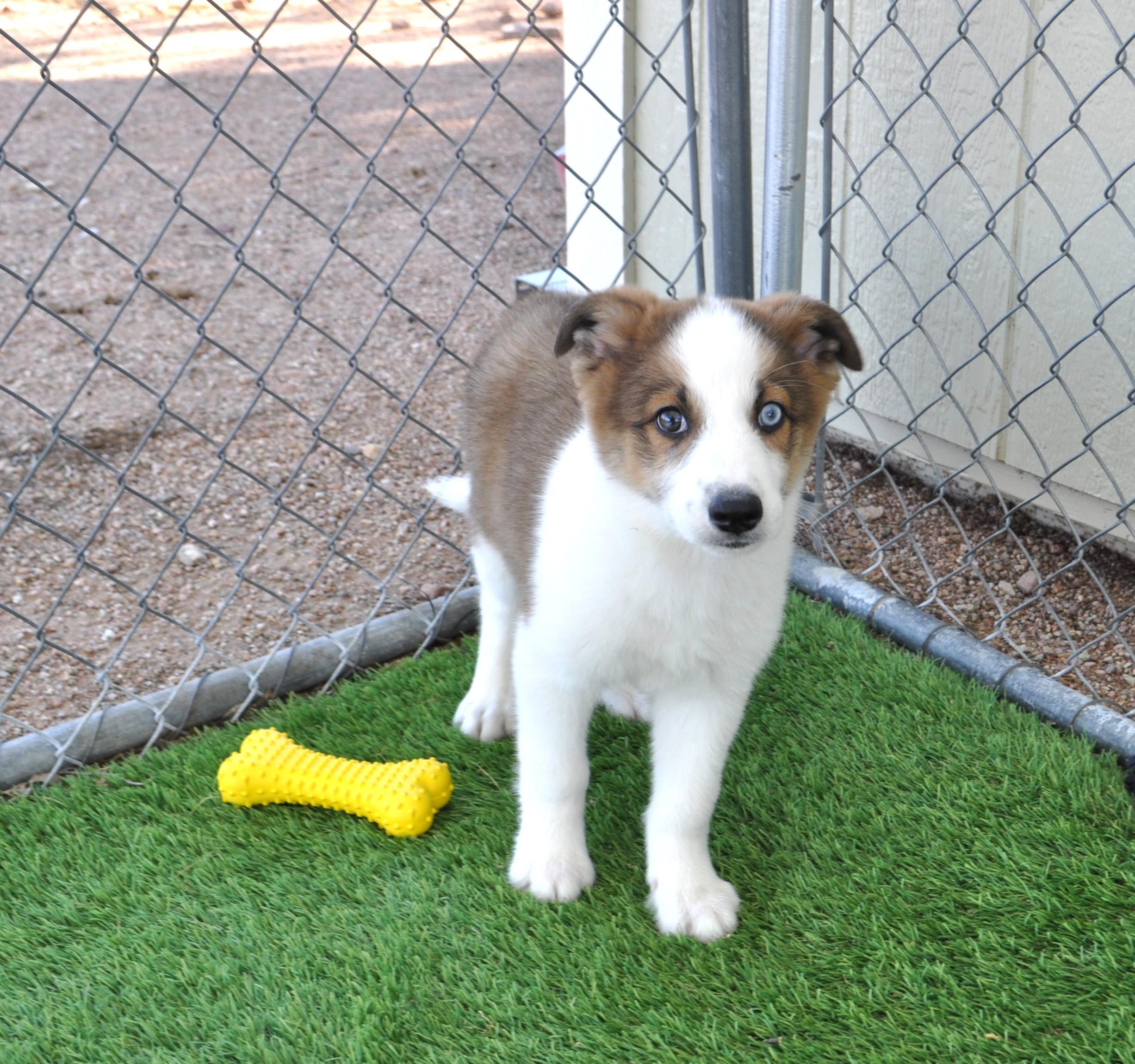 Enlarge Bajadas, an adopted mixed breed in Apache Junction, AZ image 2/5