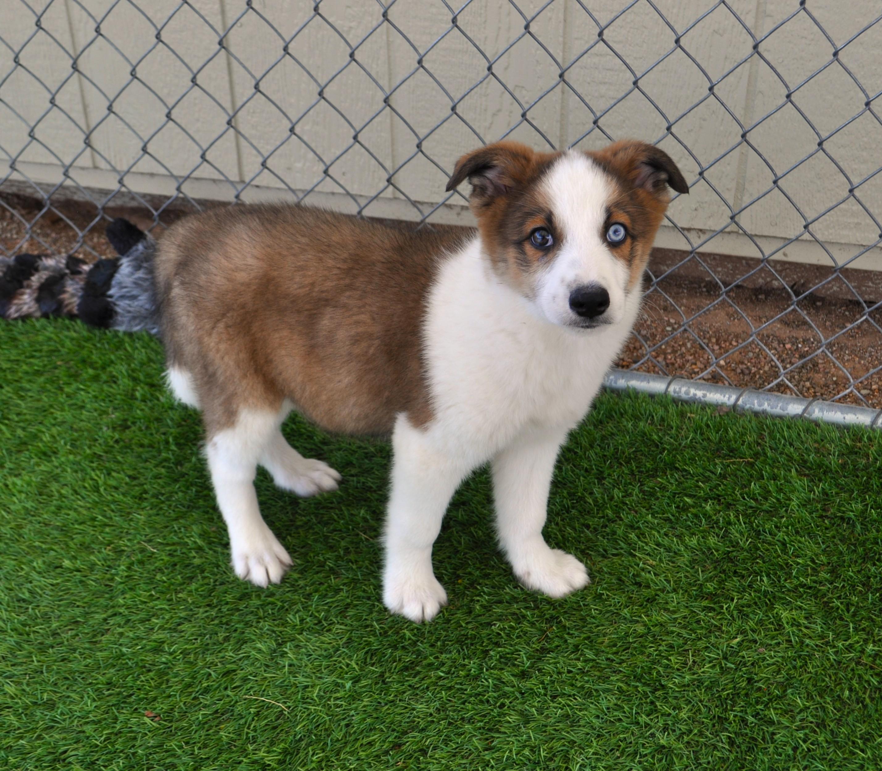 Enlarge Bajadas, an adopted mixed breed in Apache Junction, AZ image 4/5