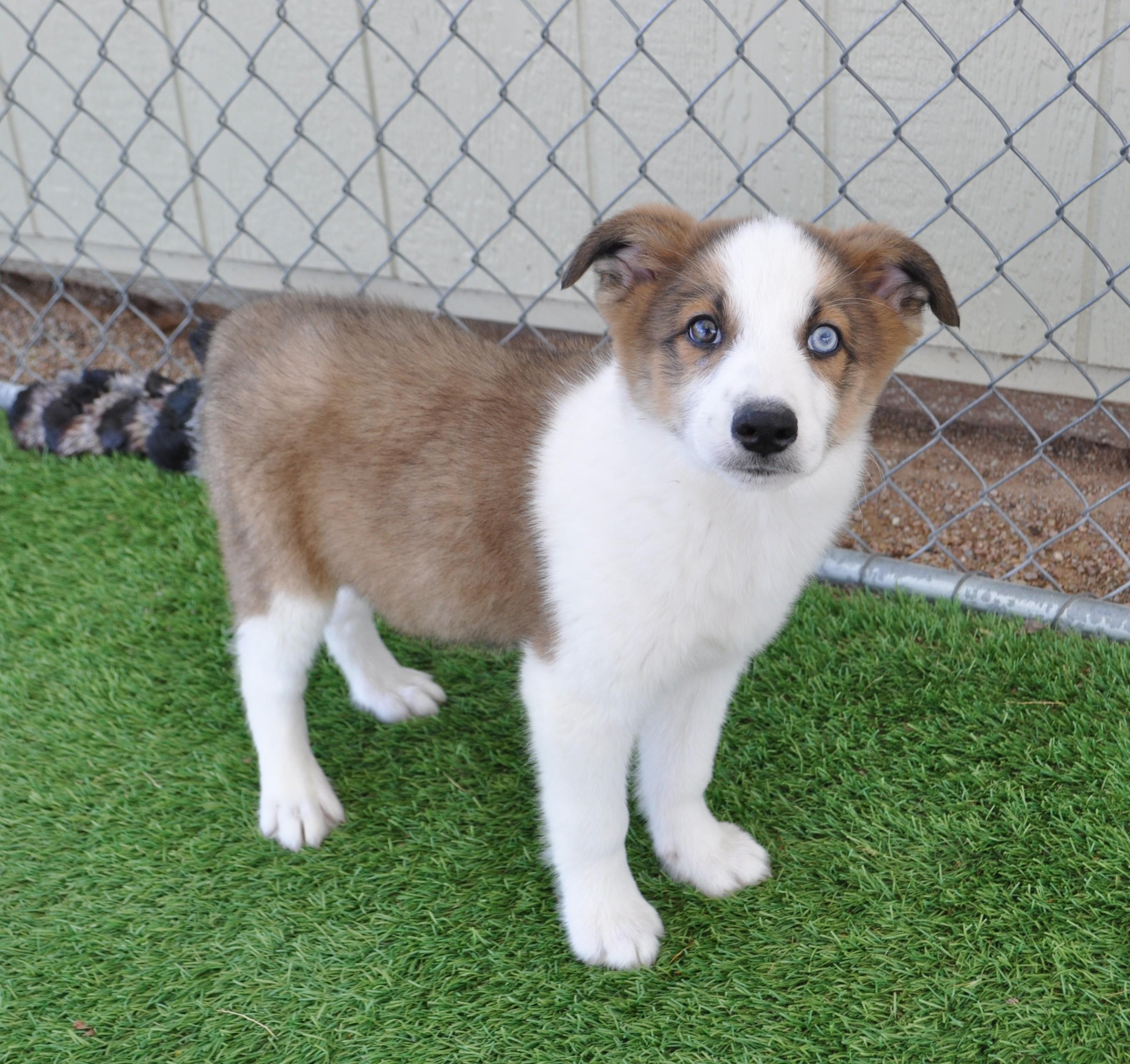 Enlarge Bajadas, an adopted mixed breed in Apache Junction, AZ image 5/5