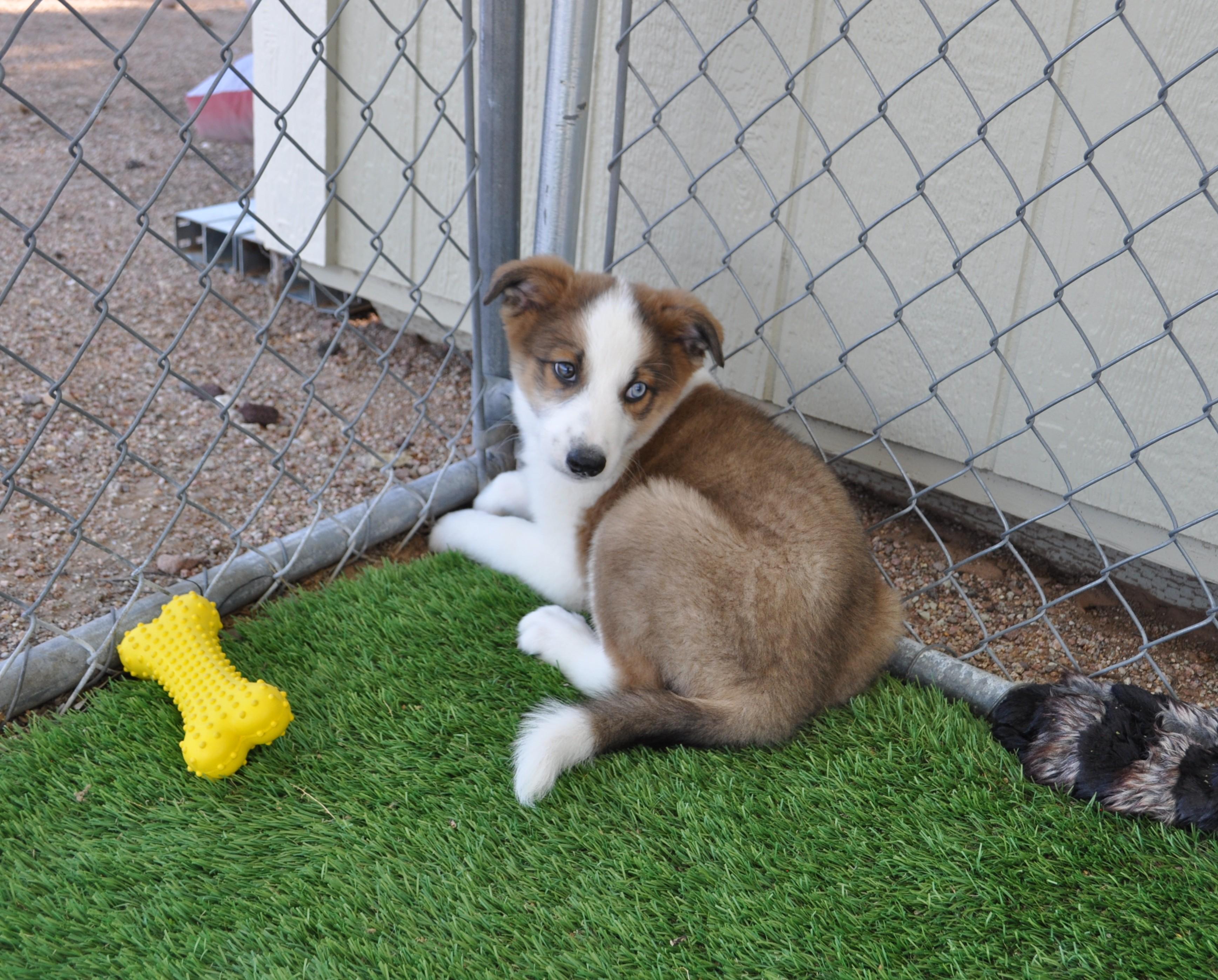 Enlarge Bajadas, an adopted mixed breed in Apache Junction, AZ image 3/5